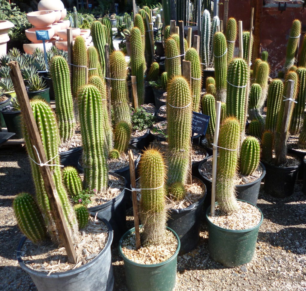Trichocereus johnson hybrid 'Arizona Sunset' The Cactus King